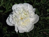 Duchess de Nemours peony