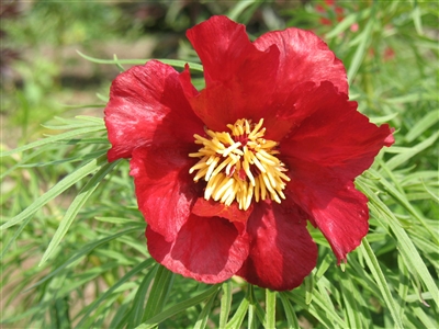 Early Bird peony