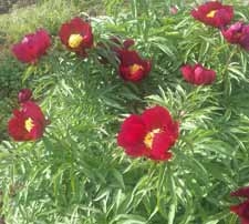Early Scout peony