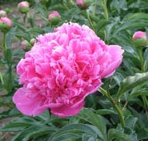 Edulis Superba peony