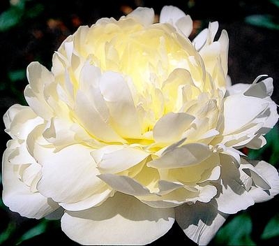 Elsa Sass peony