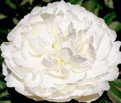 Eskimo Pie peony