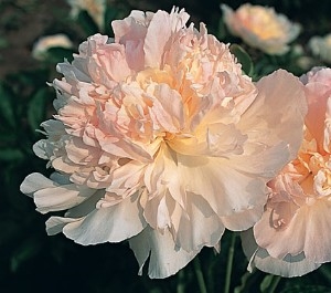 Fairy's Petticoat peony