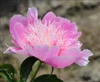 Fancy Nancy peony