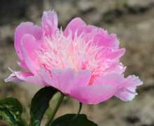 Fancy Nancy peony