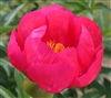 Flame peony