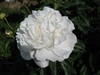 Gardenia peony