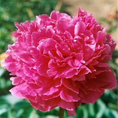 Glory Hallelujah peony