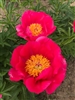 Great Lady peony