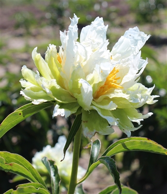 Green Halo peony