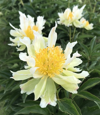 Green Lotus peony