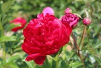 Henry Bockstoce peony