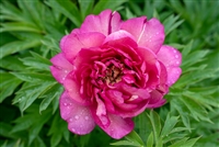 Hillary intersectional peony