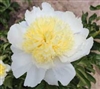 Honey Gold peony