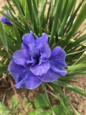 Jigglers Siberian Iris