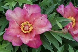 kalidescope peony