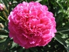 Kansas peony