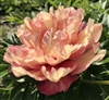 Kopper Kettle intersectional peony