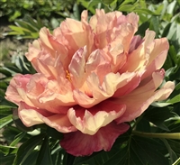 Kopper Kettle intersectional peony