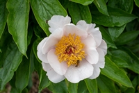 Lavender Whisper peony