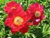 Legion of Honor peony