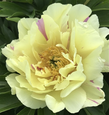 Lemon Dream intersectional peony