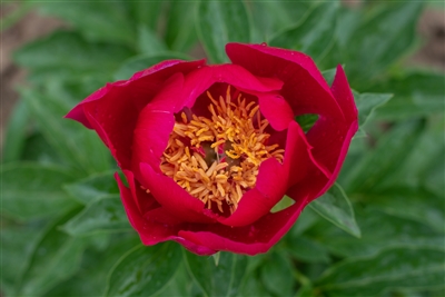 Little Corporal peony