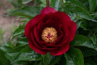 The Mackinac Grand peony