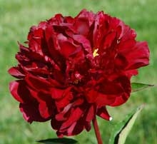 Maestro peony