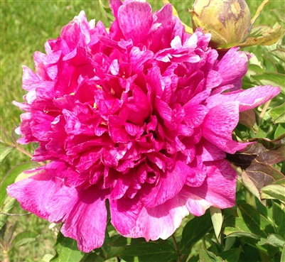 Maleah's Joy tree peony