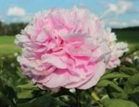 Myra McRae peony