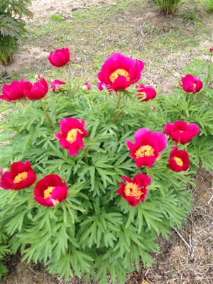 Memorial Gem peony