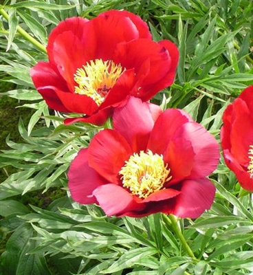 Merry Mayshine peony