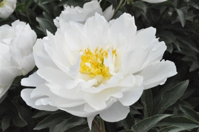 Miss America peony