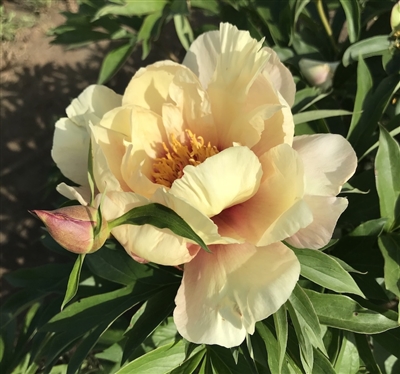 Momotaro peony