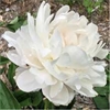 Mrs A B Franklin peony