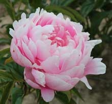 Mrs. Franklin D. Roosevelt peony