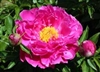 Nice Gal peony