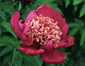 Nippon Beauty peony