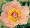 Nosegay peony