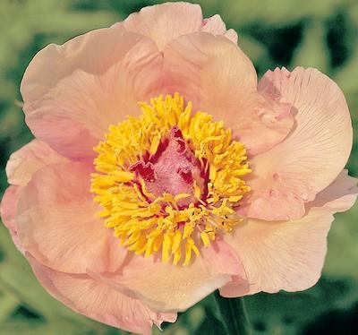 Nosegay peony