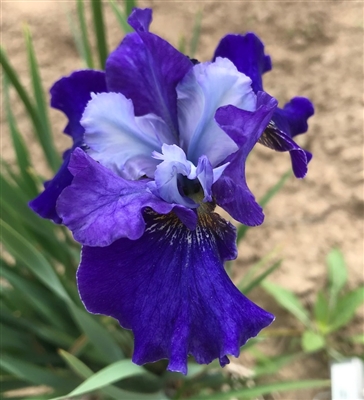 Nothing but the Blues Siberian Iris