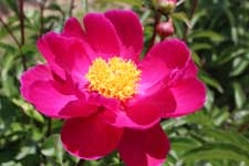 Okinawa peony