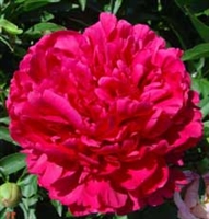 Paul M Wild peony