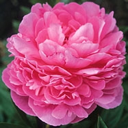 Paul Bunyan peony