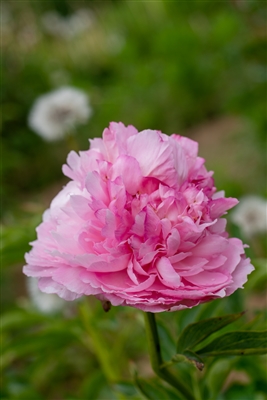 Pink Cotton Candy peony