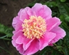 Pink Giggles peony