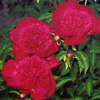 Port Royale peony