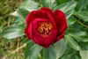 postillion peony