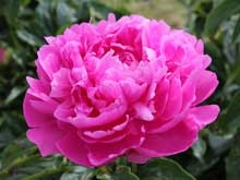 Princess Margaret peony